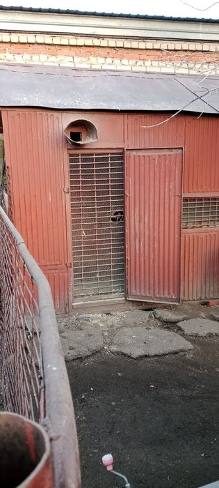 Голубятня в Костанае