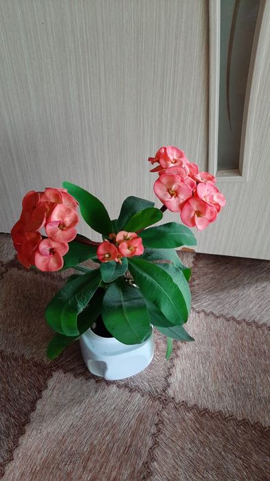 Цветы домашние комнатные