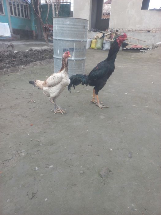 Дакан хороз ва макйони сотилади ёки алиштираман хашики макёнларга