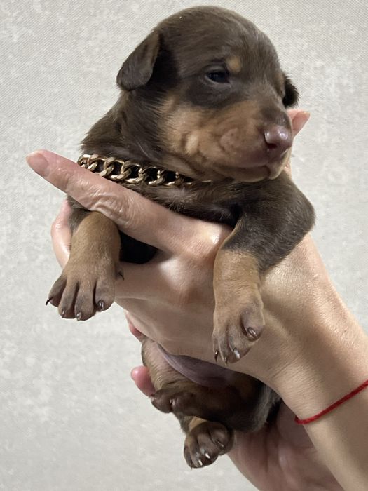 Продаётся щенок ДОБЕРМАНА