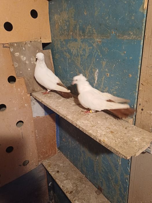 Голуби бакинские