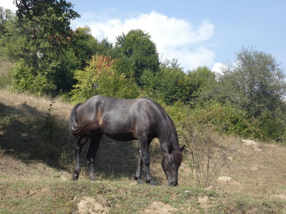 Mânză de 1 an și 3 luni