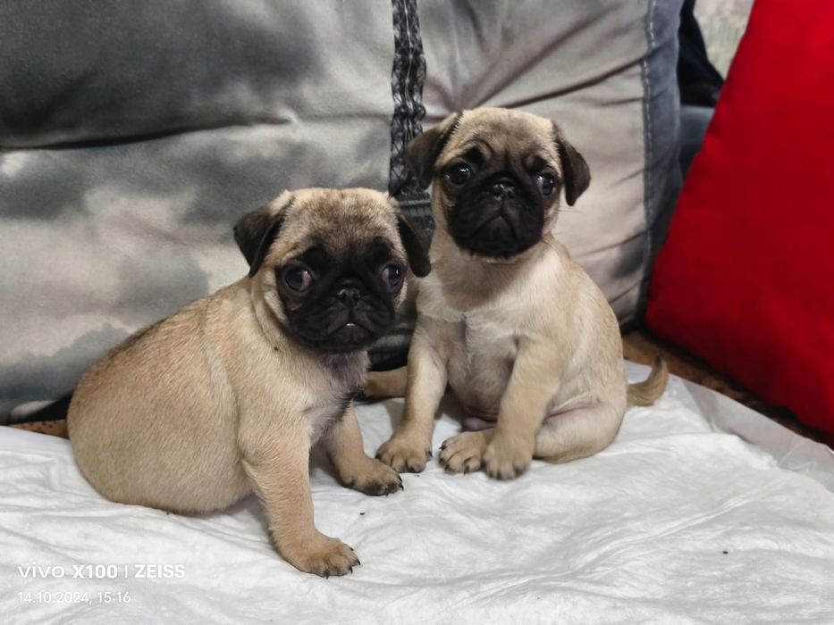 Очаровательные щенки Мопса.