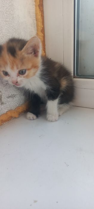 Отдам Котят в хорошие руки