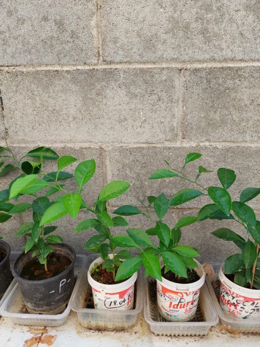 Bananieri , portocali