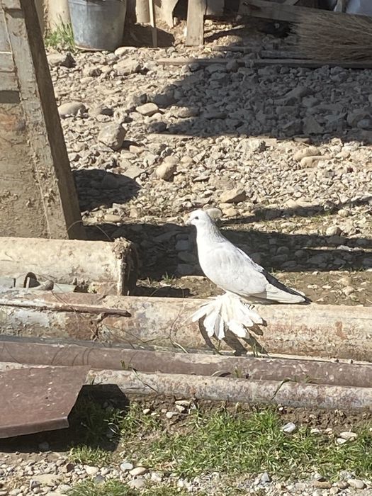 Чернохвост самец