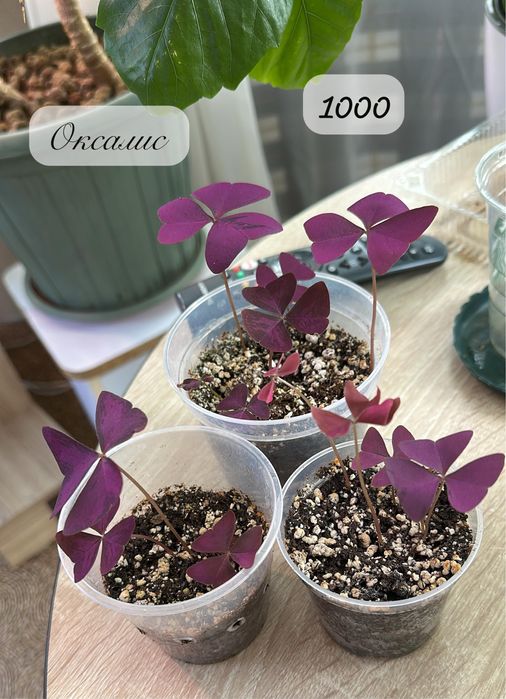 Комнатные растения