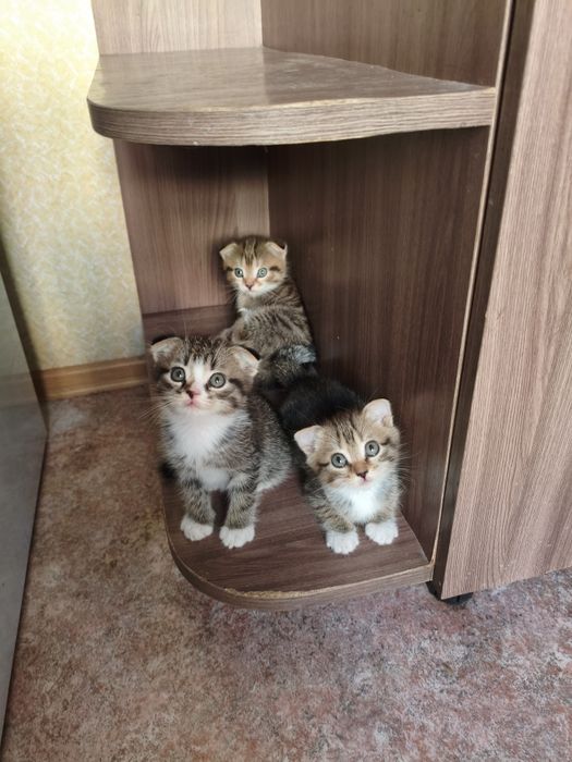 Отдам Котят в хорошие руки