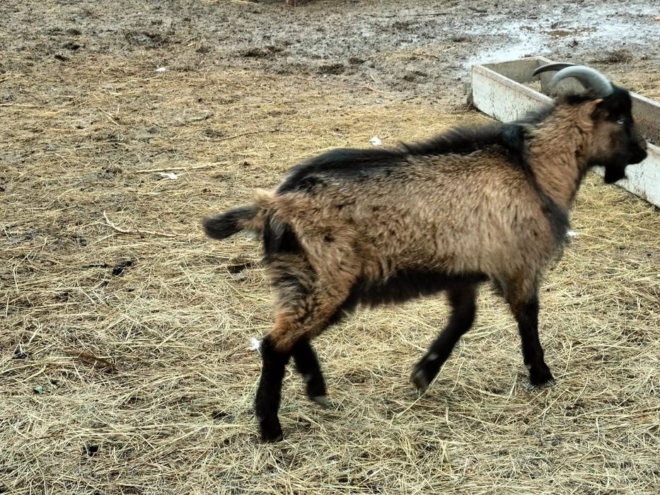 Еркек Ешкі Ламанча сатылады.