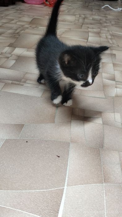 Отдам котёнка в хорошие руки