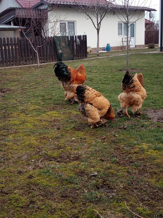 Vând ouă pentru incubat de brahma columbia pe negru