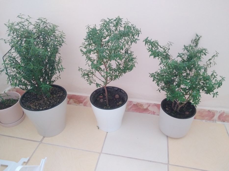 Продам комнатные цветы!