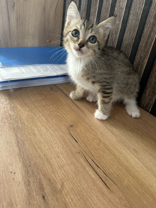 Отдам котят в любящие руки