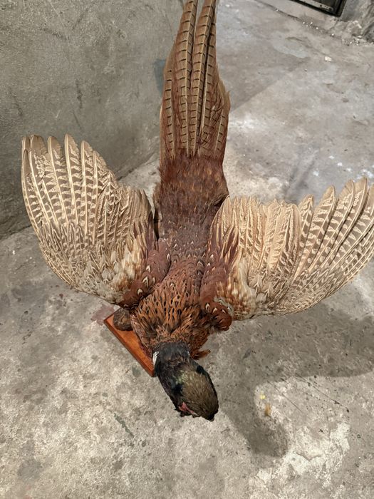 Продавам препариран фазан