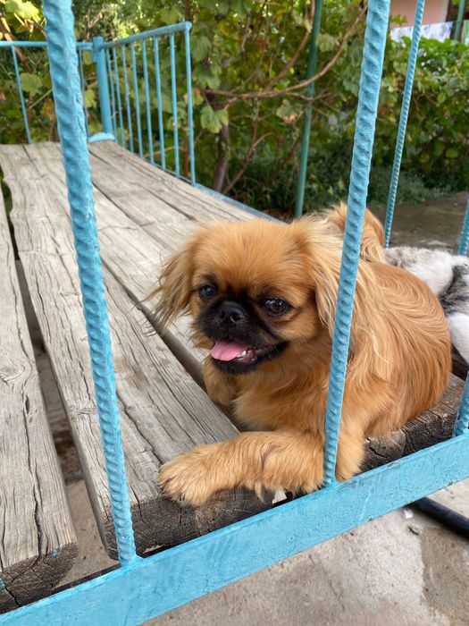 На цену не смотреть! Договоримся Девочка пекинес ищет парня