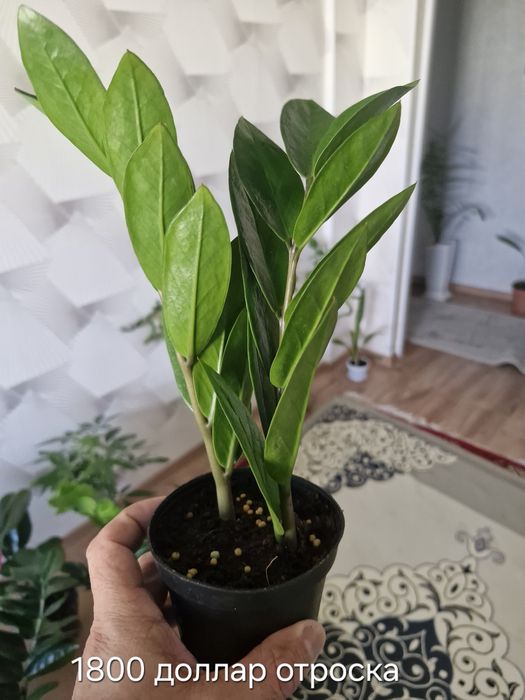 Домашние цветы пересаженный