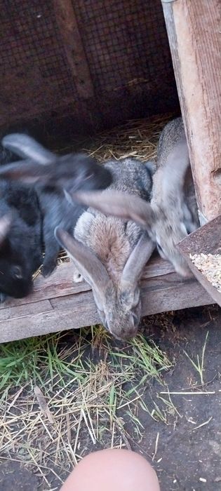 Продам кроликов.