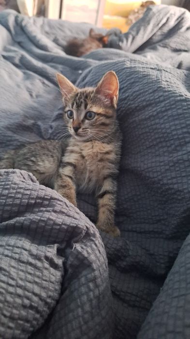 Отдадим котят в добрые руки