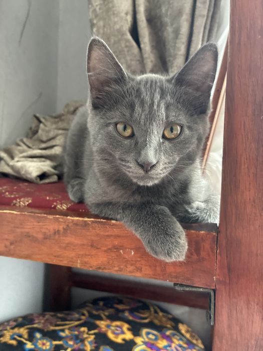 Котёнок Голубой русский  мальчик