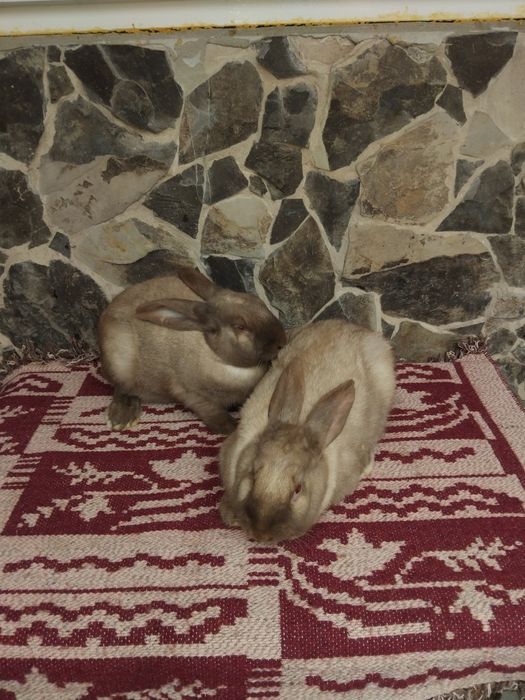 Vand iepuri de rasa sanatosi