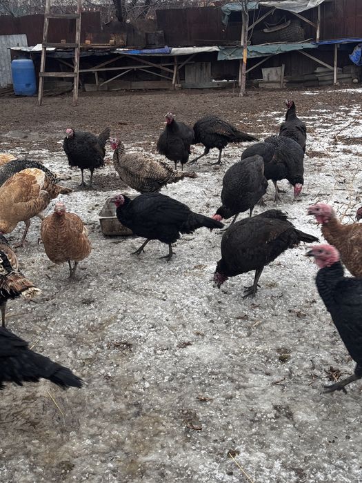 Продам Индюков