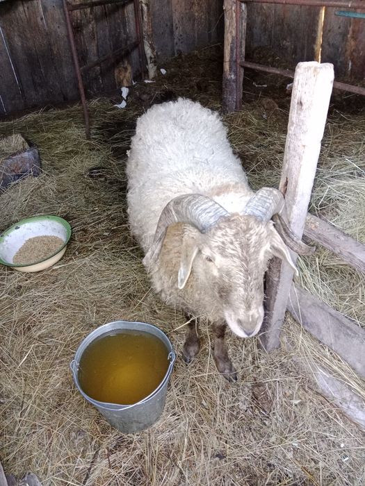 Продам молодого годовалого Кошкара