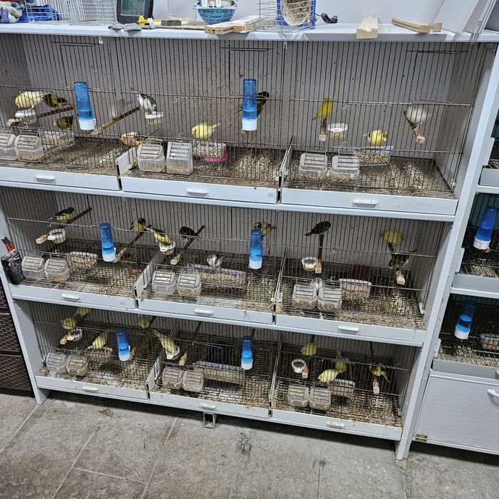 Kaнарчета  Орфей 24г , 25г. мъжки женски