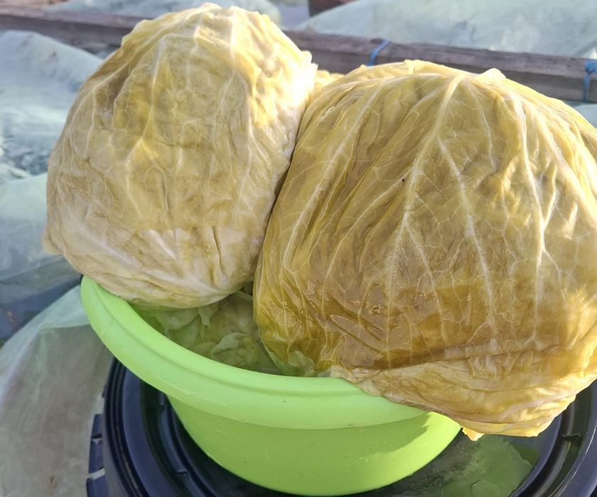 Varză murată Românească