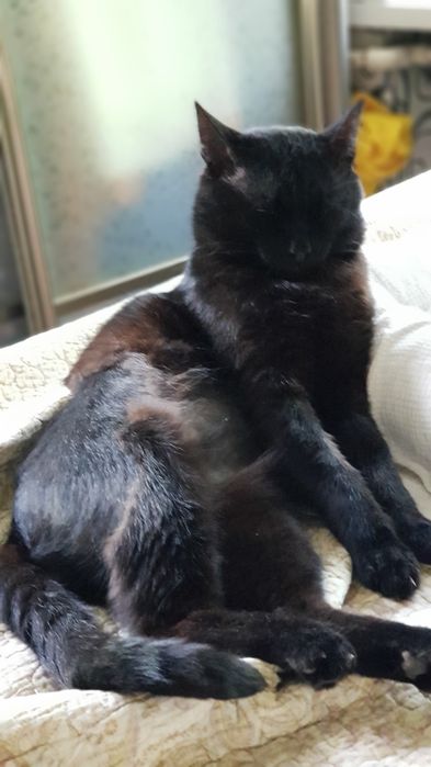 стерилизованный кот