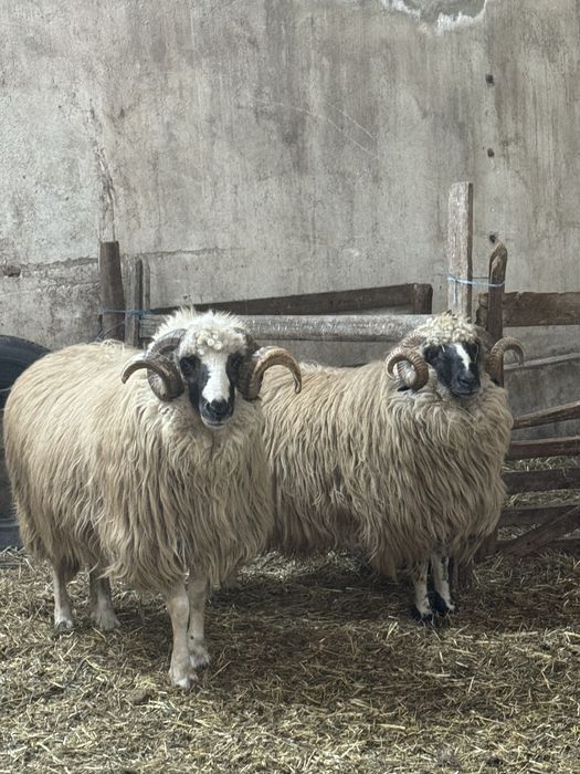 Vand 2 berbeci breaza