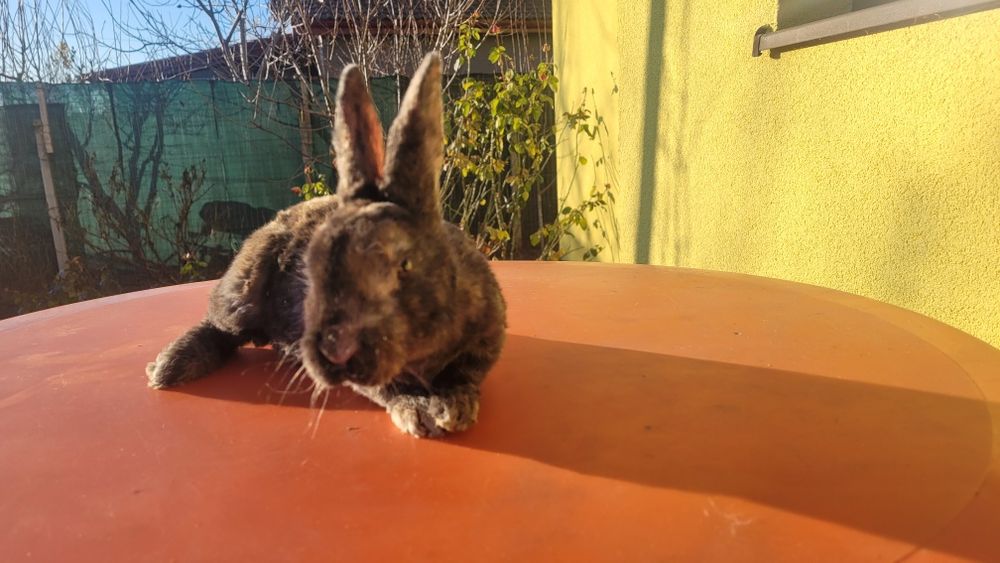 Vând 4 iepurasi Rex tricolor foarte frumosi