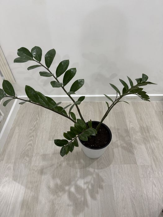 Продам комнатные растения