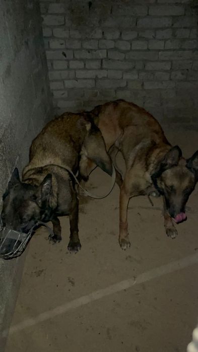 Бельгийский овчарка