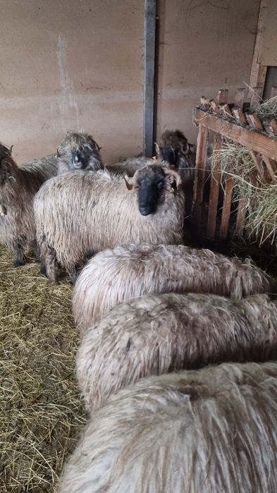 berbec bucalau de anul trecut