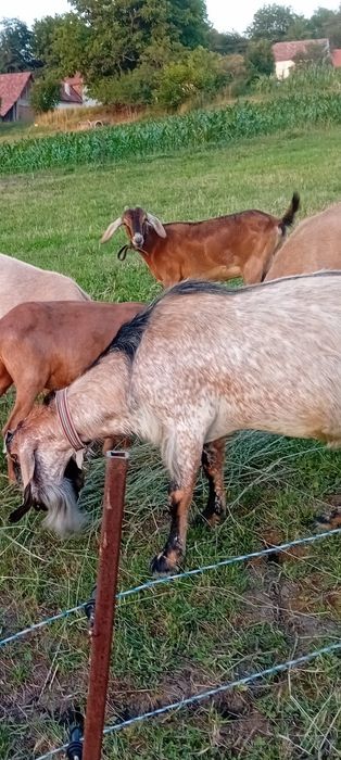 AnglonubianȚap și două capre