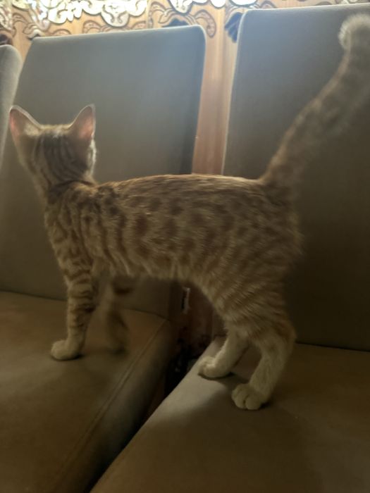 Котенок очень ласковый