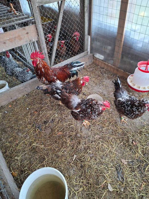 Găini italiană portelan. Ouă de incubat