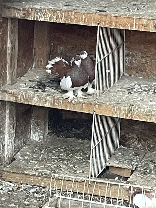 Porumbei Volga Maturi