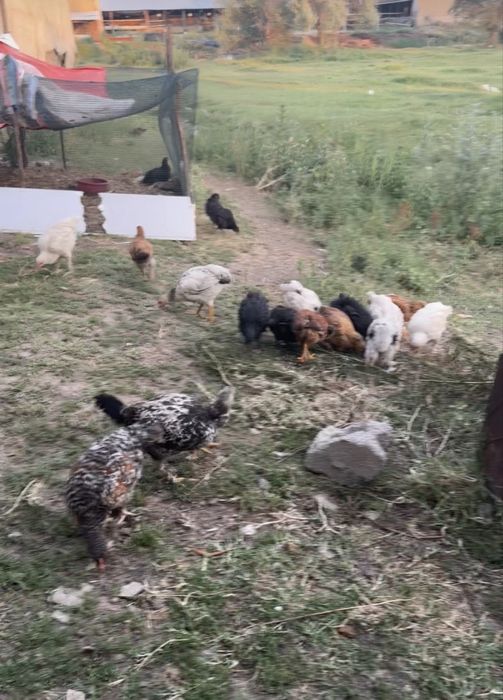 Тауық балапан брама арлас