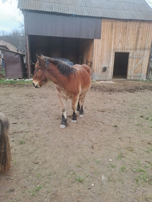 Manza ardeneza 6 luni