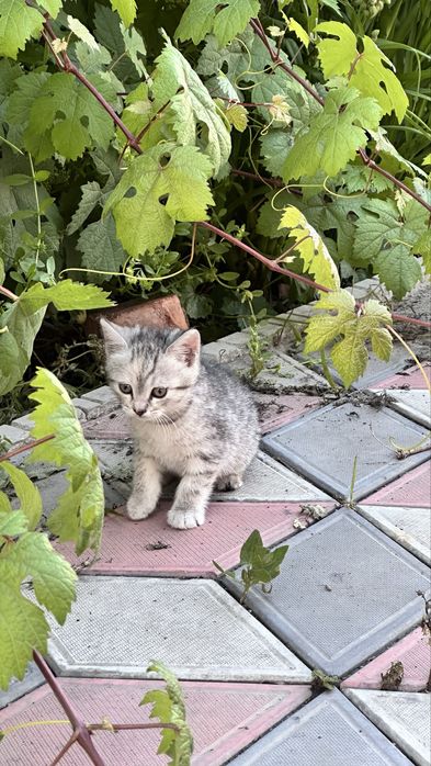 Отдам котят в добрые руки