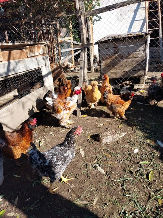 Gaini motate oua pentru incubat