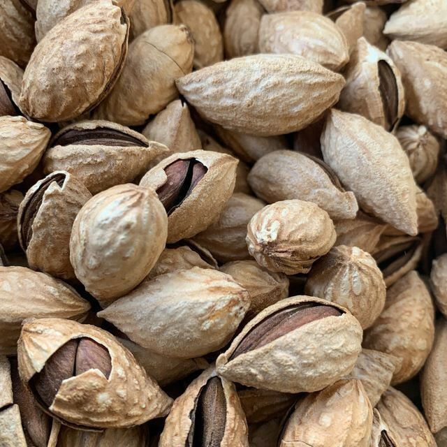 Бодом кучатлари кепан президентки коготи бургут тирнок ва бошкалар