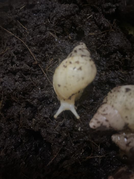 Ulitka ishtahasi yaxshi