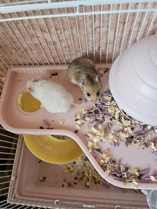 Хомяки сирийские