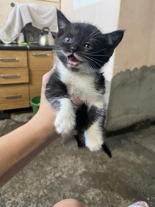 котята скотиш страйт