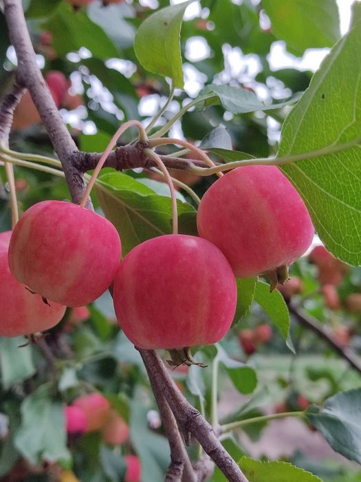 Продам Дачу за Куленовкой