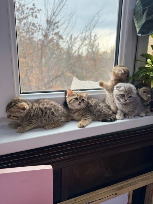 Котята золотой шиншилы