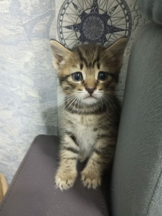Отдам котят в хорошие руки.