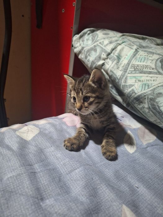 Отдам котят в добрые хорошие руки